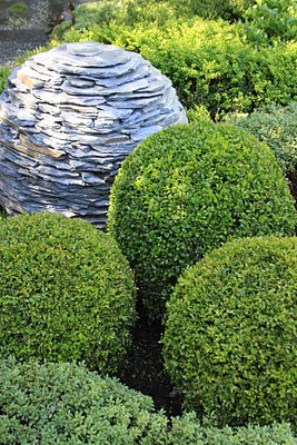 boxwoodround_03