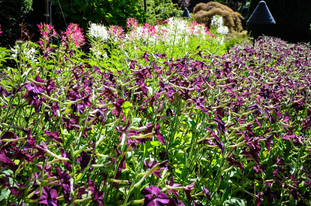 Nicotiana and Cleome at Butchard Gardens, BC. Thinking Outside the Boxwood
