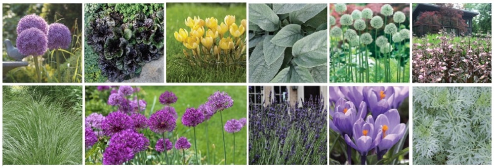 Daring Forms - Alliums in a garden design - Thinking Outside The Boxwood and Longfield Gardens.