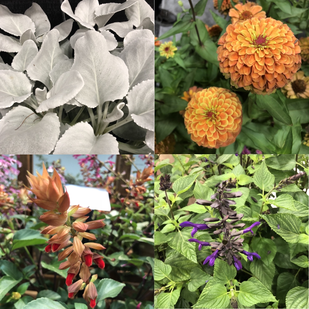 Cultivate 18 Trade Show Recap Thinking Outside the Boxwood