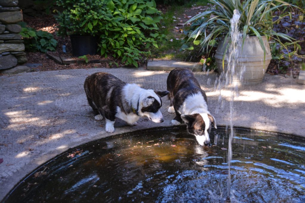 Sakonnet Garden. Little Compton, RI Designed and Maintained by John Gwynne and Mikel Folcarelli Photographic tour from Thinkingoutsidetheboxwood.com