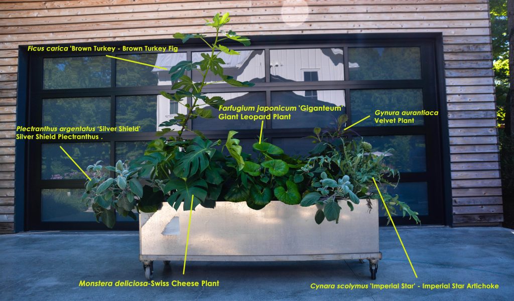 Plant ID of large foliage container design - Thinkingoutsidetheboxwood.com