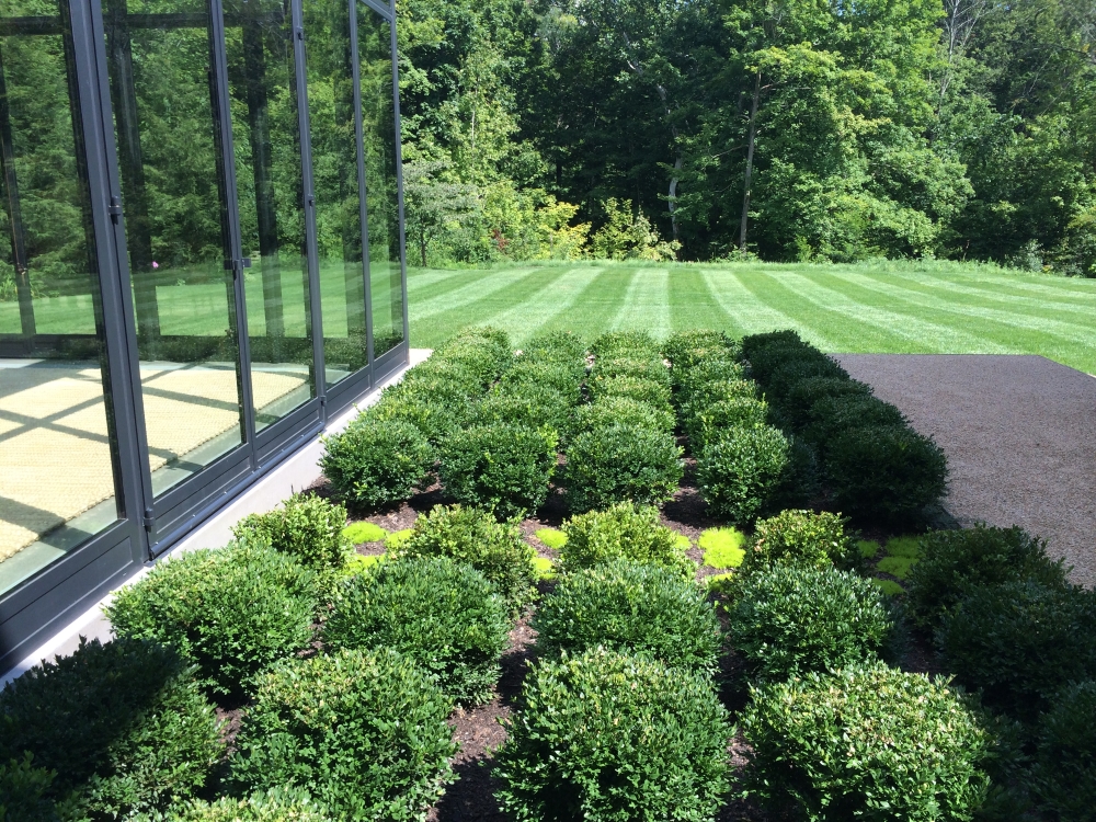 Year zero - Boxwood Growth over Time. Planted in 2014 to be a table top design outside the greenhouse. Variety: Buxus ‘Green Velvet’ planted on 2" centers. From Thinking Outside the Boxwood