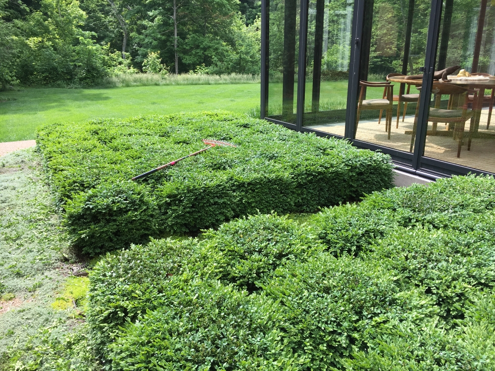 Year two- Boxwood Growth over Time. Planted in 2014 to be a table top design outside the greenhouse. Variety: Buxus ‘Green Velvet’ planted on 2" centers. From Thinking Outside the Boxwood