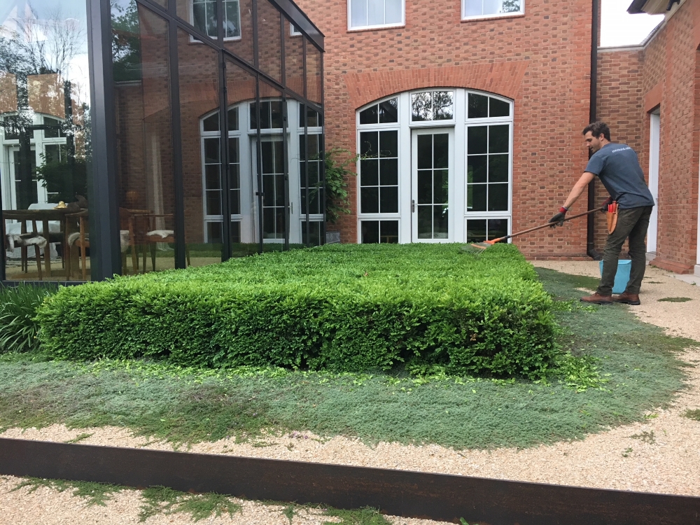 Year three- Boxwood Growth over Time. Planted in 2014 to be a table top design outside the greenhouse. Variety: Buxus ‘Green Velvet’ planted on 2" centers. From Thinking Outside the Boxwood