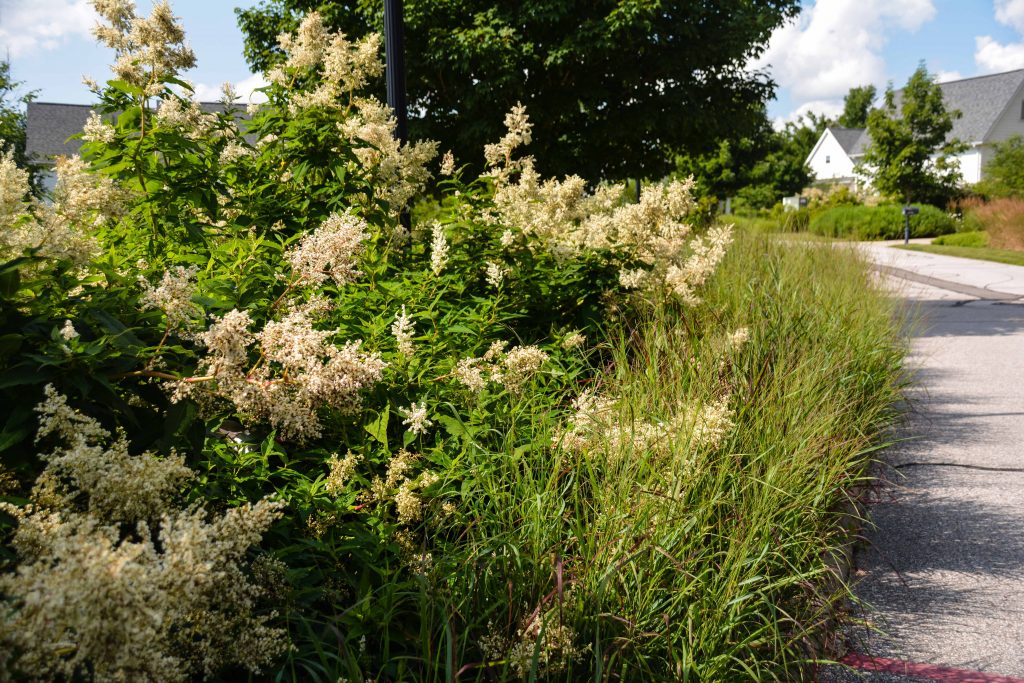 Persicaria polymorpha, South Franklin Circle Chagrin Falls Ohio. Mass perennial plantings in a retirement community. Thinking Outside the Boxwood