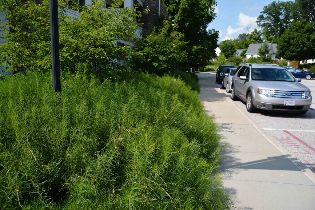 Amsonia hubrichtii, South Franklin Circle Chagrin Falls Ohio. Mass perennial plantings in a retirement community. Thinking Outside the Boxwood