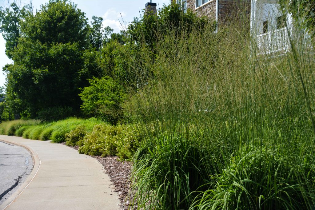 Molinia caerulea subsp. arundinacea 'Skyracer', South Franklin Circle Chagrin Falls Ohio. Mass perennial plantings in a retirement community. Thinking Outside the Boxwood