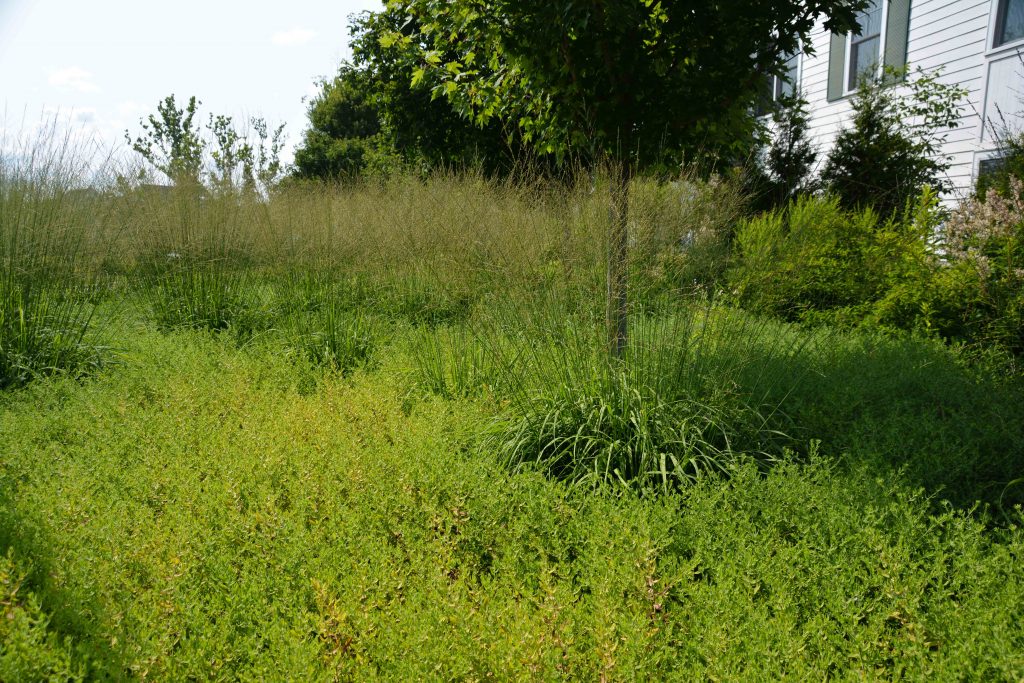 Molinia caerulea subsp. arundinacea 'Skyracer', South Franklin Circle Chagrin Falls Ohio. Mass perennial plantings in a retirement community. Thinking Outside the Boxwood