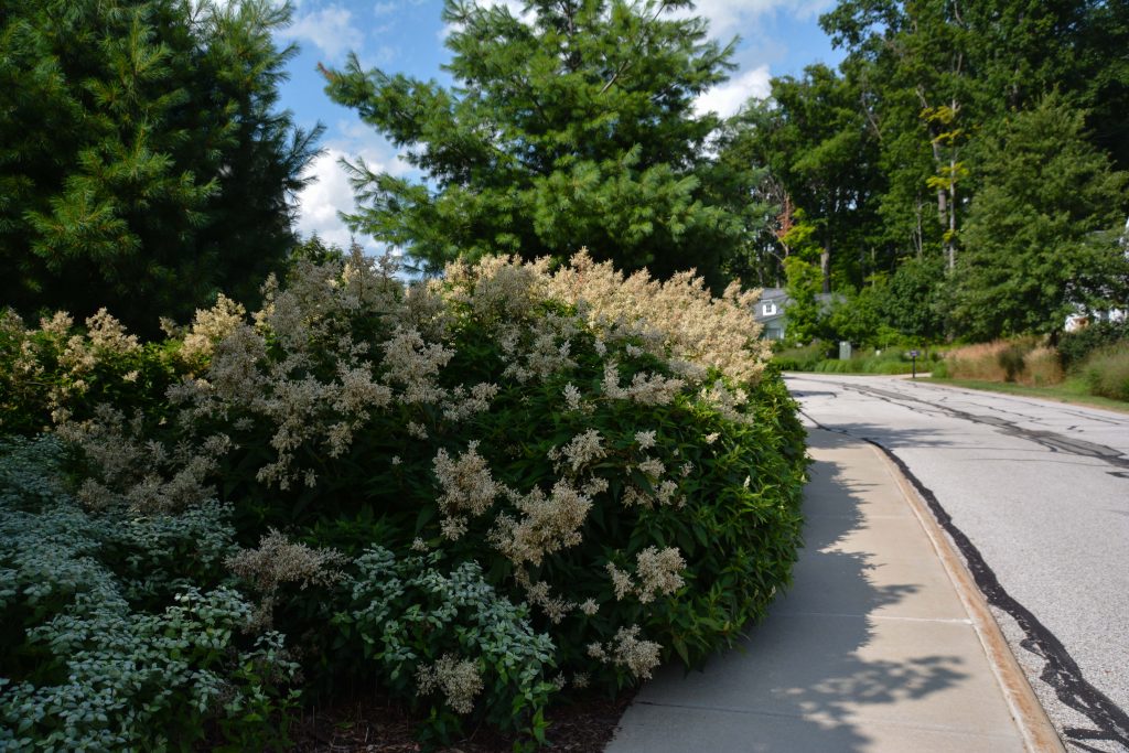 Persicaria polymorpha, South Franklin Circle Chagrin Falls Ohio. Mass perennial plantings in a retirement community. Thinking Outside the Boxwood