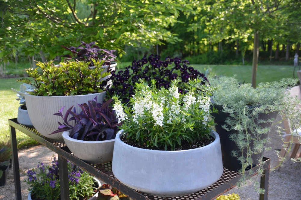 2018 Garden Learnings - Containers. Thinking Outside the Boxwood 