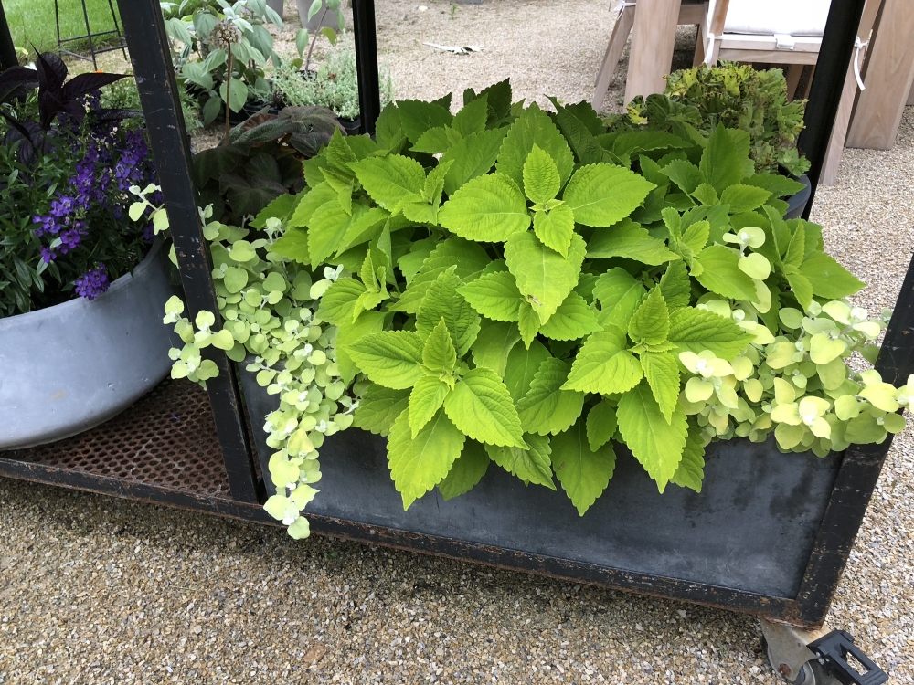 Curated collection of mono plant container designs creating a room divider in the garden. Thinking Outside the Boxwood