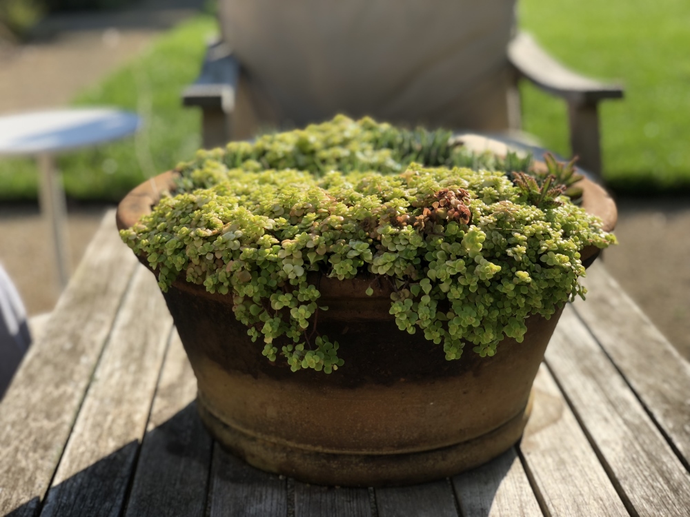 Container Designs from 2018 - table top container designs - Thinking Outside the Boxwood