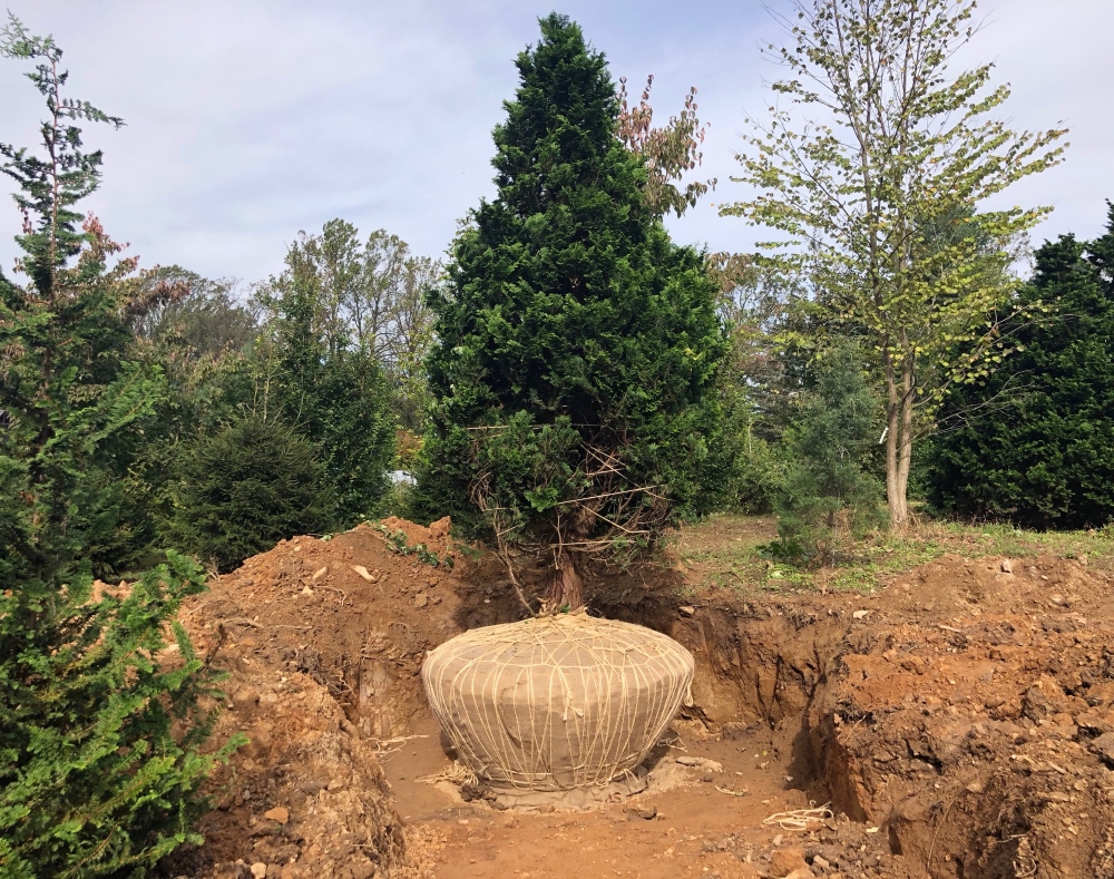 Beautiful hand dug and wrapped tree bulb from Stoney Bank Nurseries. Thinking Outside the Boxwood