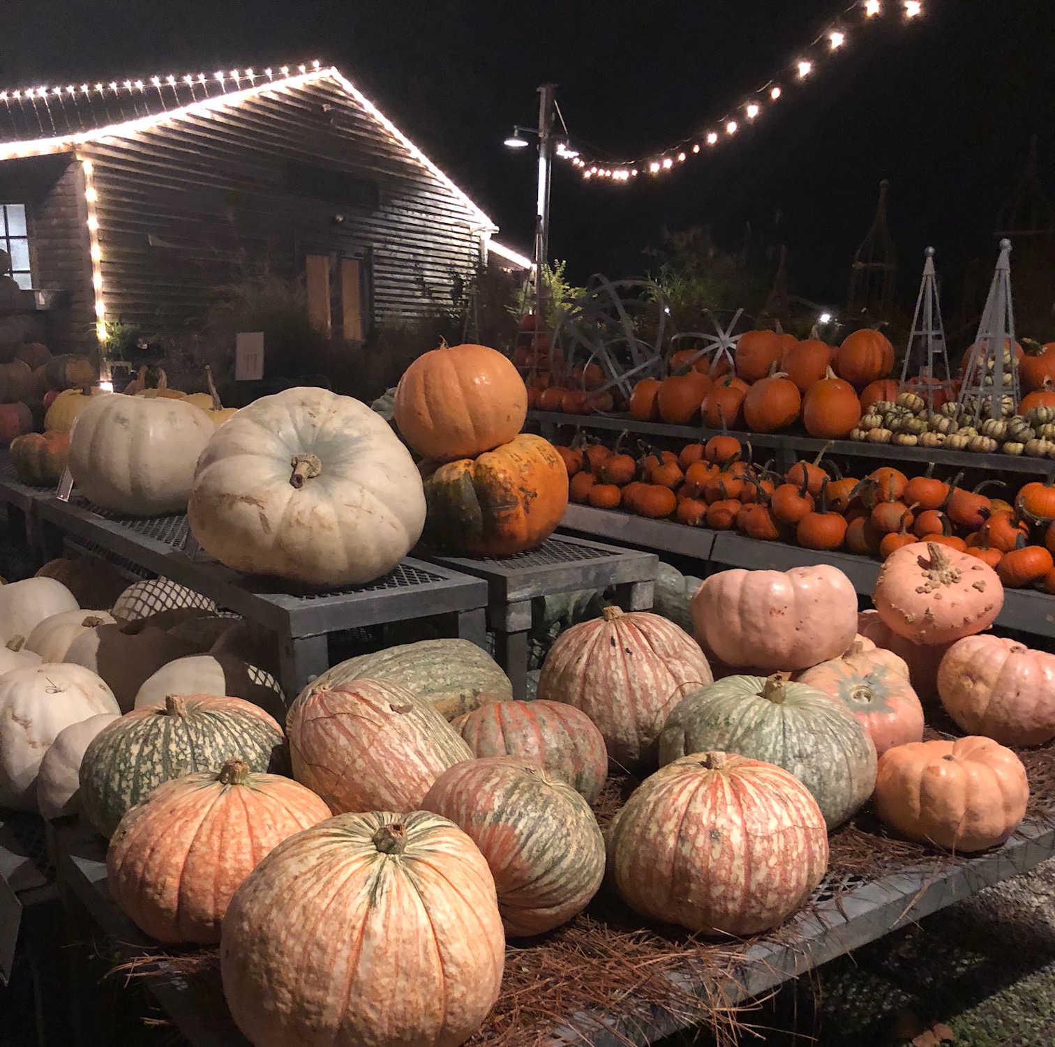 Pumpkins from Terrain at Glen Mills at the launch party for Terrain's new book - More at Thinking Outside the Boxwood