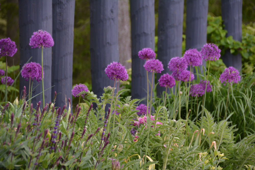 DESIGN: Summer Haze Border Featuring Alliums, Thinking Outside the Boxwood
