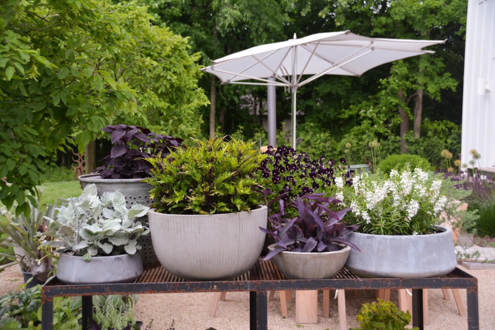 Curated collection of mono plant container designs creating a room divider in the garden. Thinking Outside the Boxwood