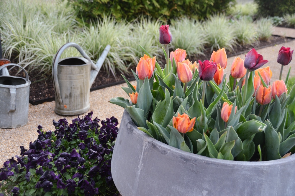 Curated collection of mono plant container designs creating a room divider in the garden. Thinking Outside the Boxwood