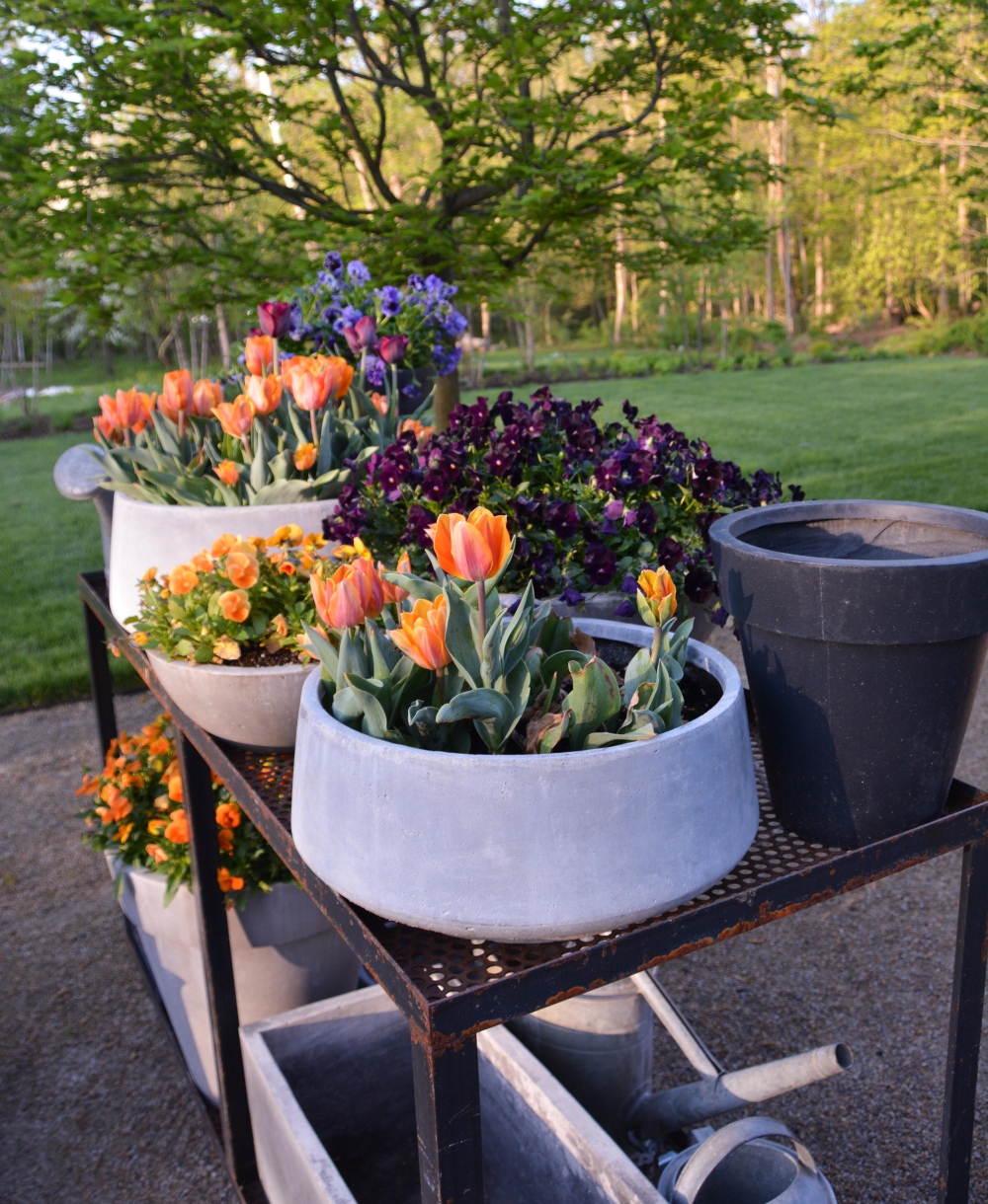 Curated collection of mono plant container designs creating a room divider in the garden. Thinking Outside the Boxwood