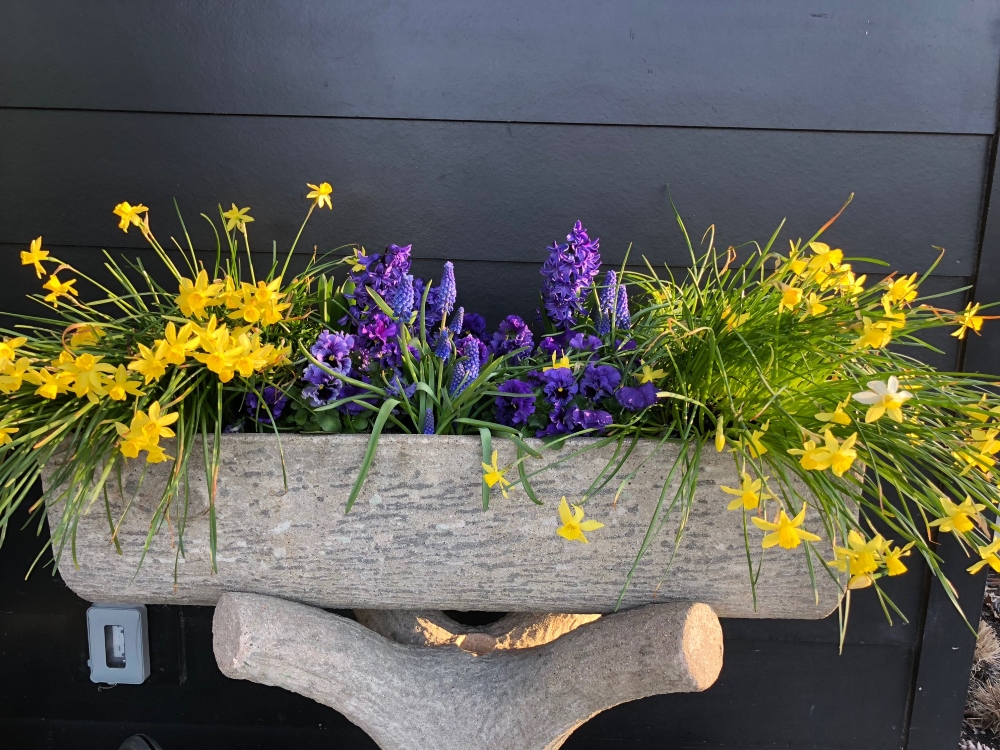 Faux Bois planter filled with spring daffodils, pansies and muscari. Thinking Outside the Boxwood 