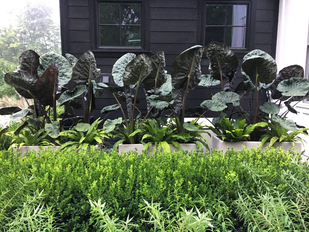 Annual plantings against the black portion of the house - experimenting with the right contrasting of color. Thinking Outside the Boxwood