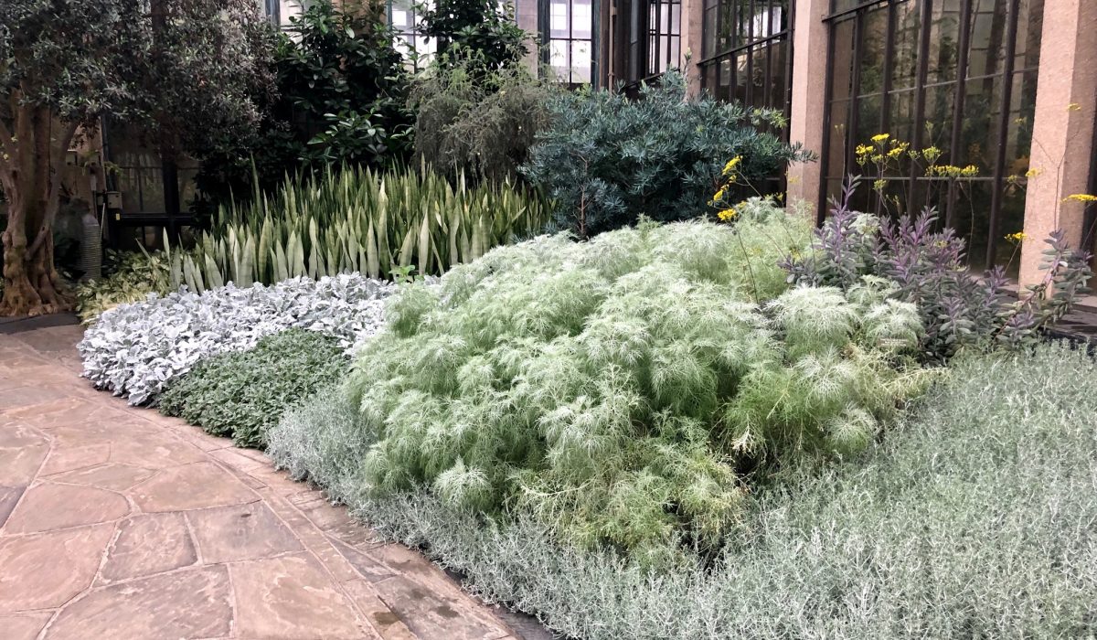 Swapping Perennials for Annual Color - taking Inspiration from the Silver Garden at Longwood Gardens. Thinking Outisde the Boxwood