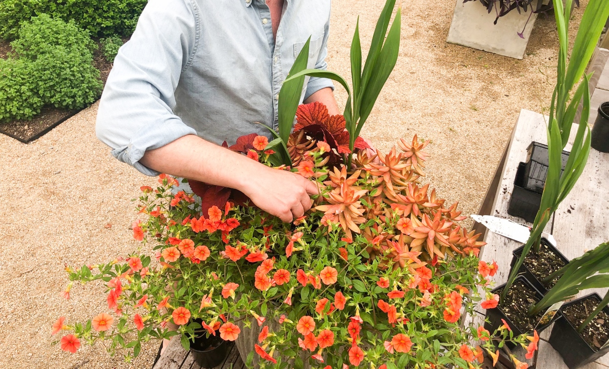 Crocosmia Bulbs in summer container designs - Thinking Outside the Boxwood