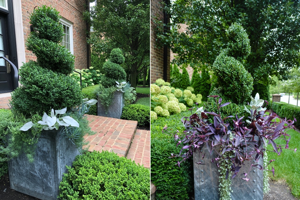 Comparison of the same containers from 2017 (right) and 2019 (left), with a photo taken later in the season. In the past we have often used Tradescantia 'Purple Queen' which always makes a strong statement with the lush green boxwoods around. McCullough's Landscape & Nursery. More details on Thinkingoutsidetheboxwood.com