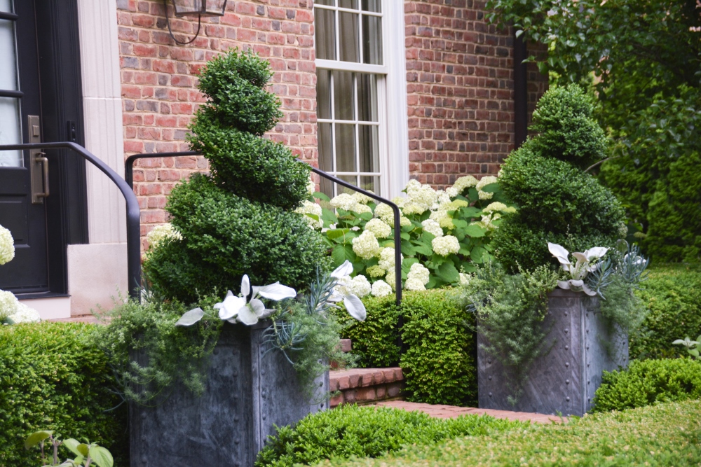 PALE & SIMPLE Container Design - Boxwood with white and silver trailing. From McCullough's Landscape & Nursery 