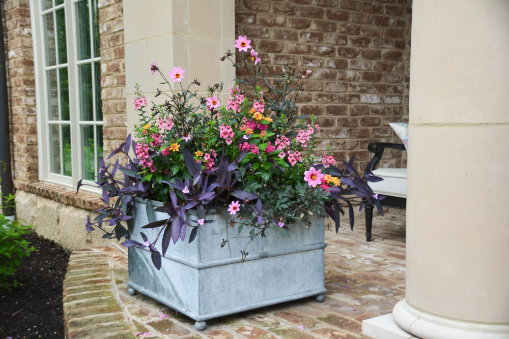 HOT MOSS container design. Using fresh pink annuals with moody purple container design. Thinking Outside the Boxwood.