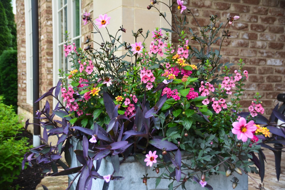 PINK PUNCH container design from Thinking Outside the Boxwood. The plantings include, Dahlia 'Mystic Dreamer', Tradescantia 'Purple Queen', Lantana camara Luscious® Royale Cosmo, and Angelonia 'Perfectly Pink'. 