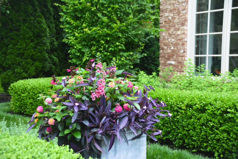 Miniature HOT MESS container from Thinking Outside the Boxwood. PINK PUNCH container design from Thinking Outside the Boxwood. The plantings include, Dahlia 'Mystic Dreamer', Tradescantia 'Purple Queen', Lantana camara Luscious® Royale Cosmo, and Angelonia 'Perfectly Pink'. 