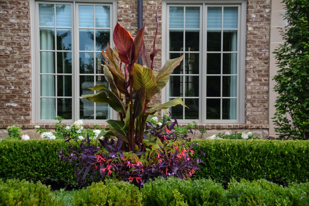 HOT TROPICAL Container design. These containers change year after year. See this year's containers on Thinking Outside the Boxwood