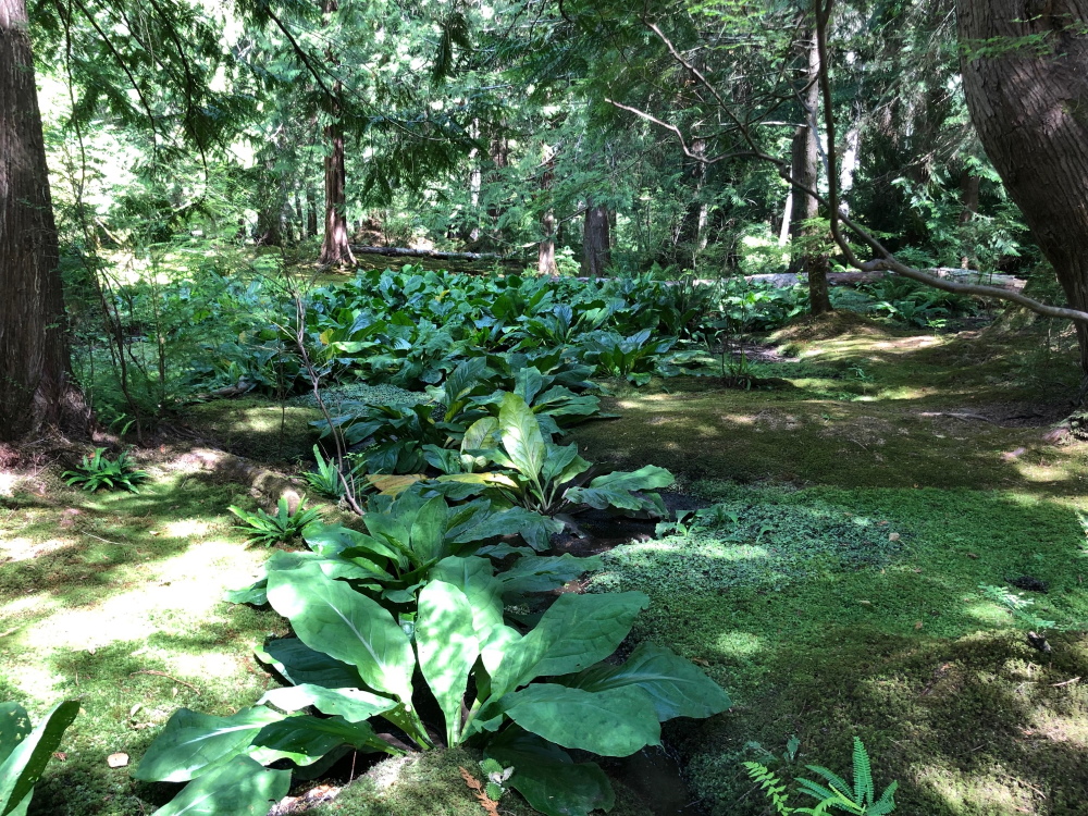 The Traveling Garden Designer - Bloedel Reserve on Bainbridge Island, Washington. Thinking Outside the Boxwood, Nick McCullough