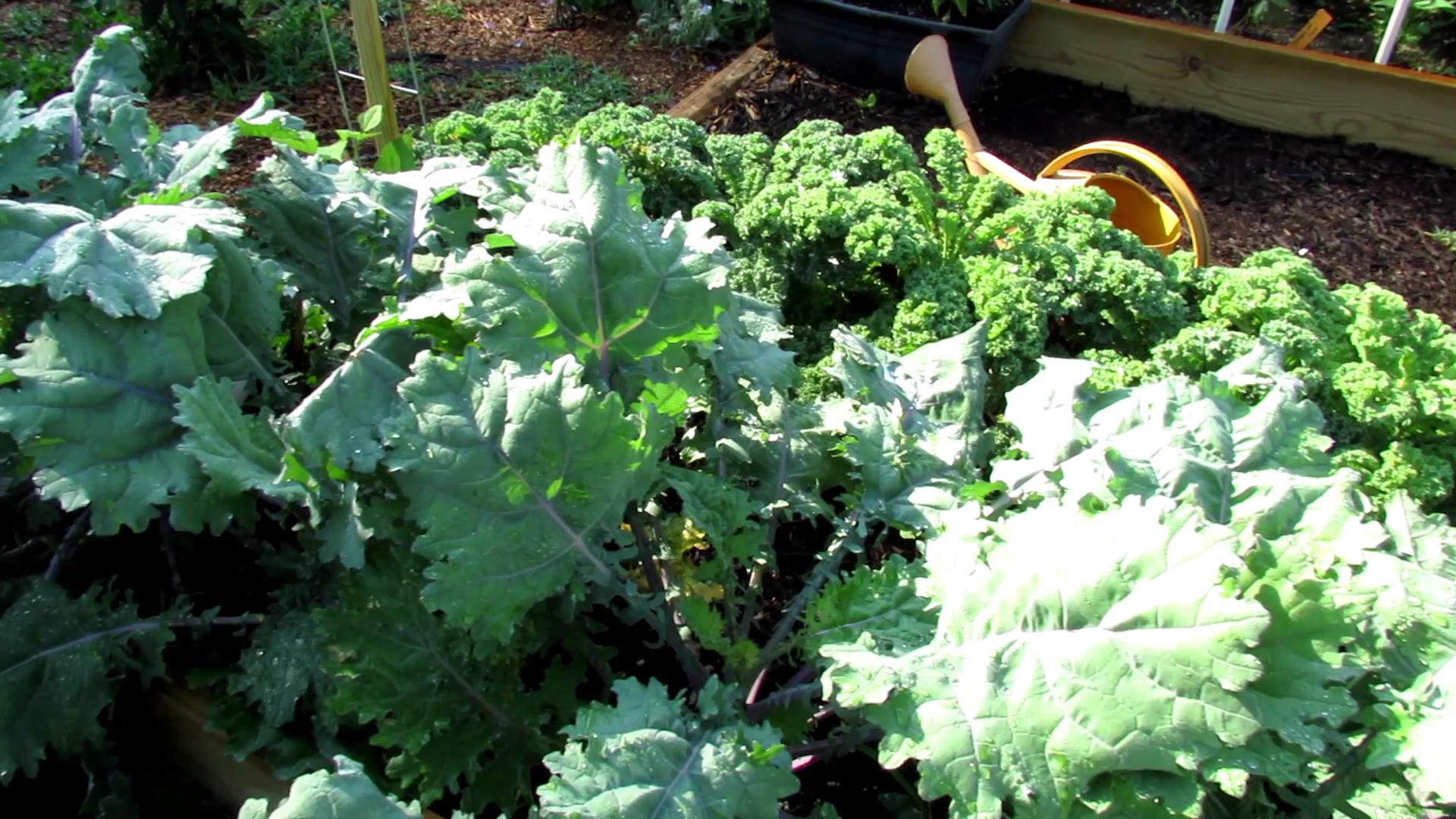 The Rusted Garden - resource for being a sucessful vegetable gardener - Gary Pilarchik - Sources for Edible gardening - Thinking Outside the Boxwood