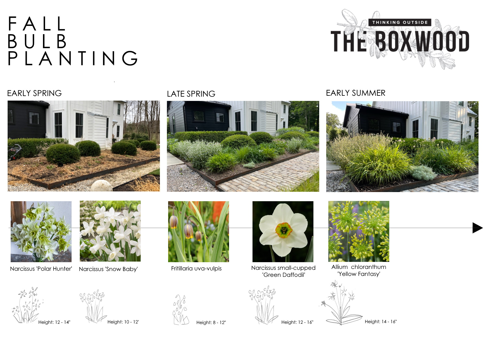 How to select spring and early summer flowering bulbs for bloom sequence and height within exisiting perennial garden - Thinking Outside the boxwood