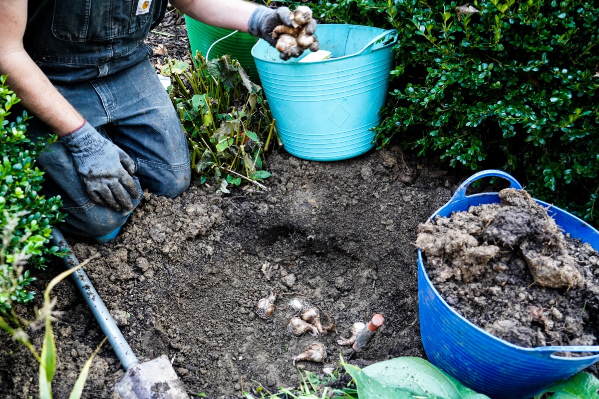 How to plant fall bulbs in the garden from Thinking Outside the boxwood.