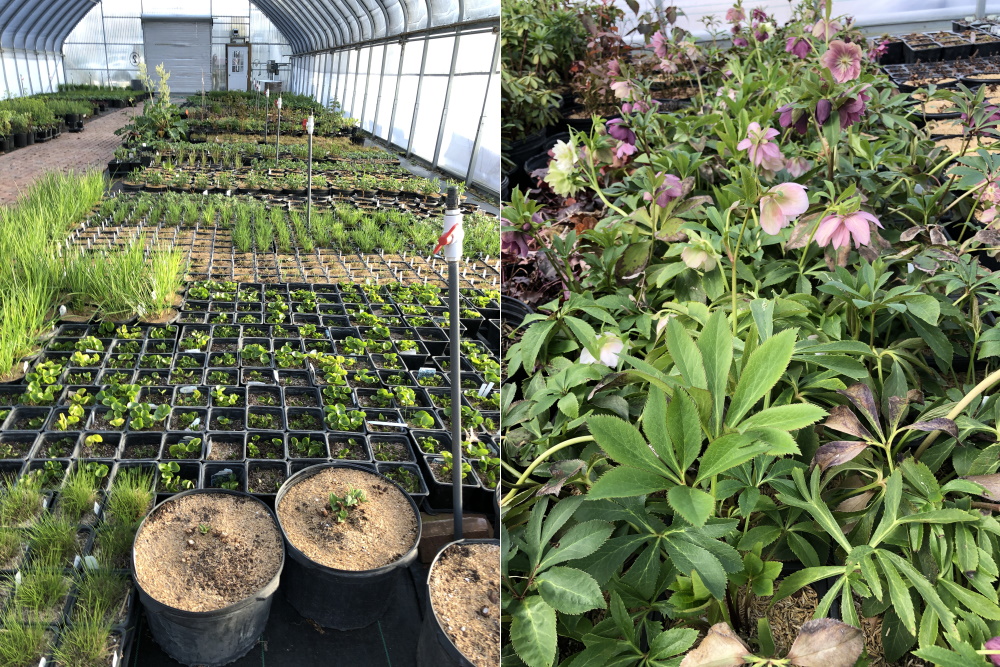 Inside McCullough's Landscape & Nursery Greenhouses