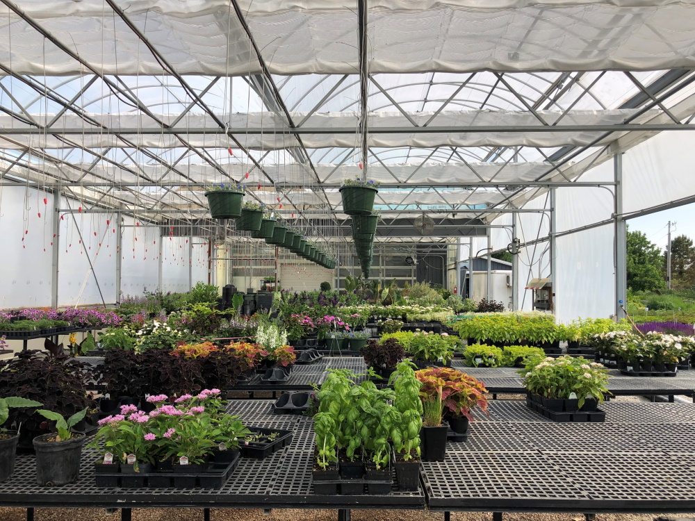 Inside McCullough's Landscape & Nursery Greenhouses