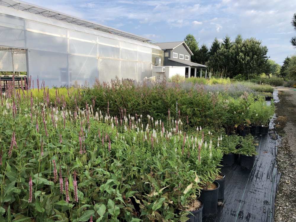 Inside McCullough's Landscape & Nursery Greenhouses