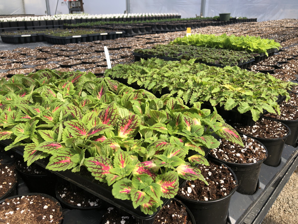 Inside McCullough's Landscape & Nursery Greenhouses