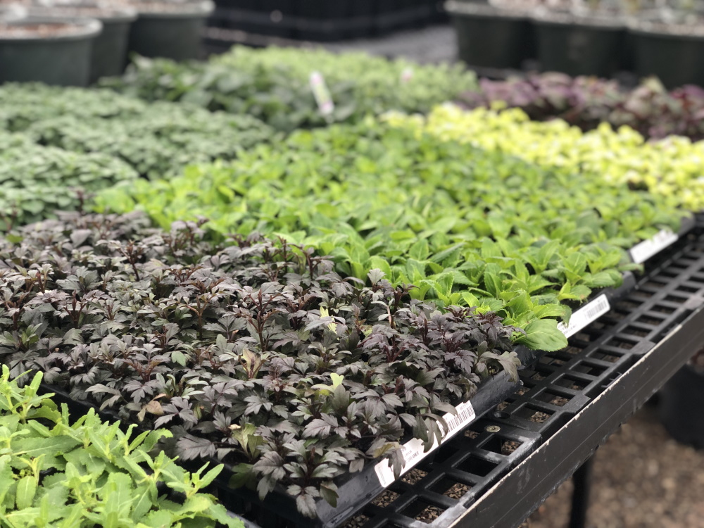 Inside McCullough's Landscape & Nursery Greenhouses