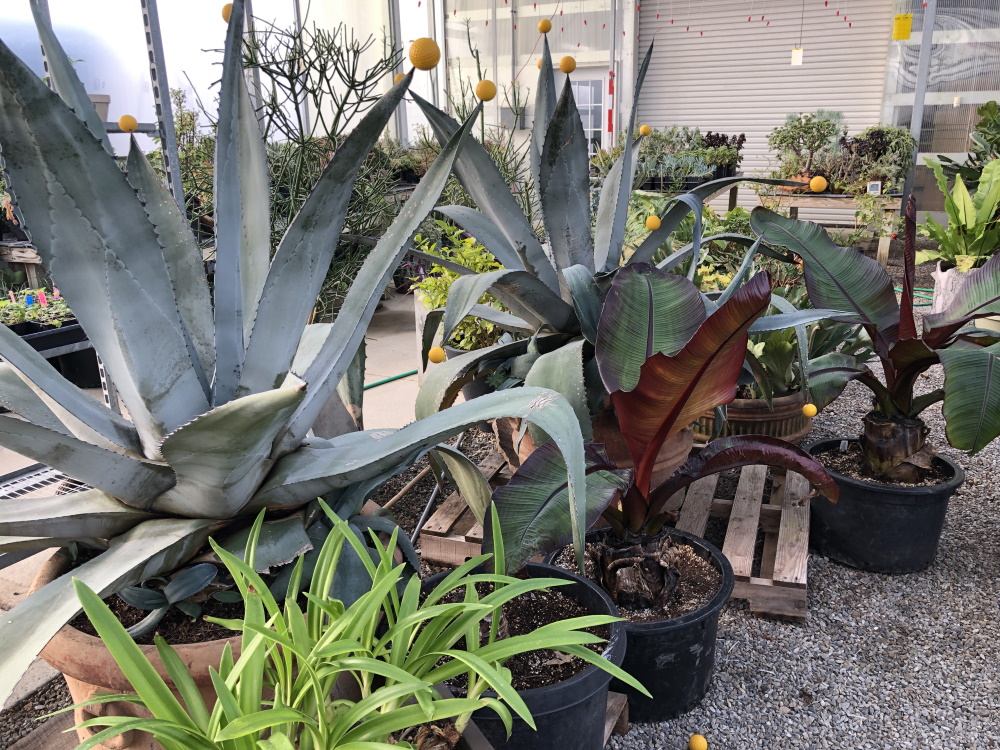 Inside McCullough's Landscape & Nursery Greenhouses