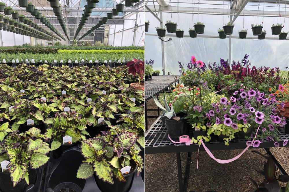 Inside McCullough's Landscape & Nursery Greenhouses