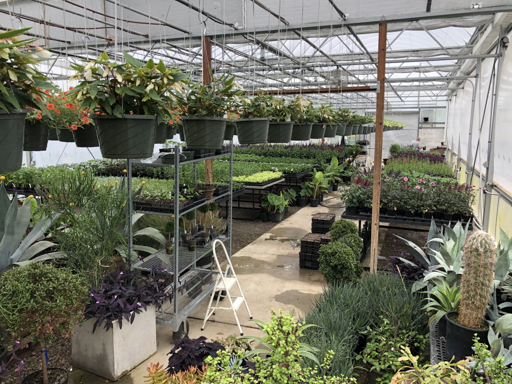 Inside McCullough's Landscape & Nursery Greenhouses