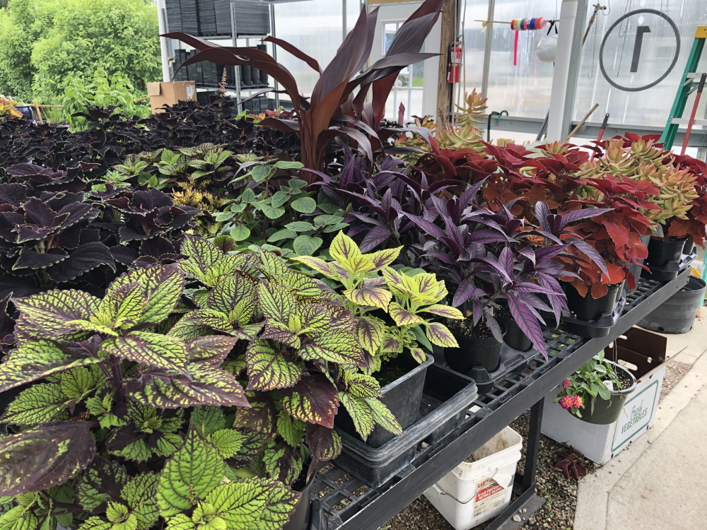 Inside McCullough's Landscape & Nursery Greenhouses