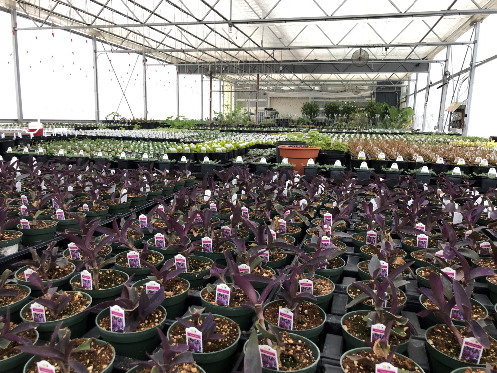 Inside McCullough's Landscape & Nursery Greenhouses