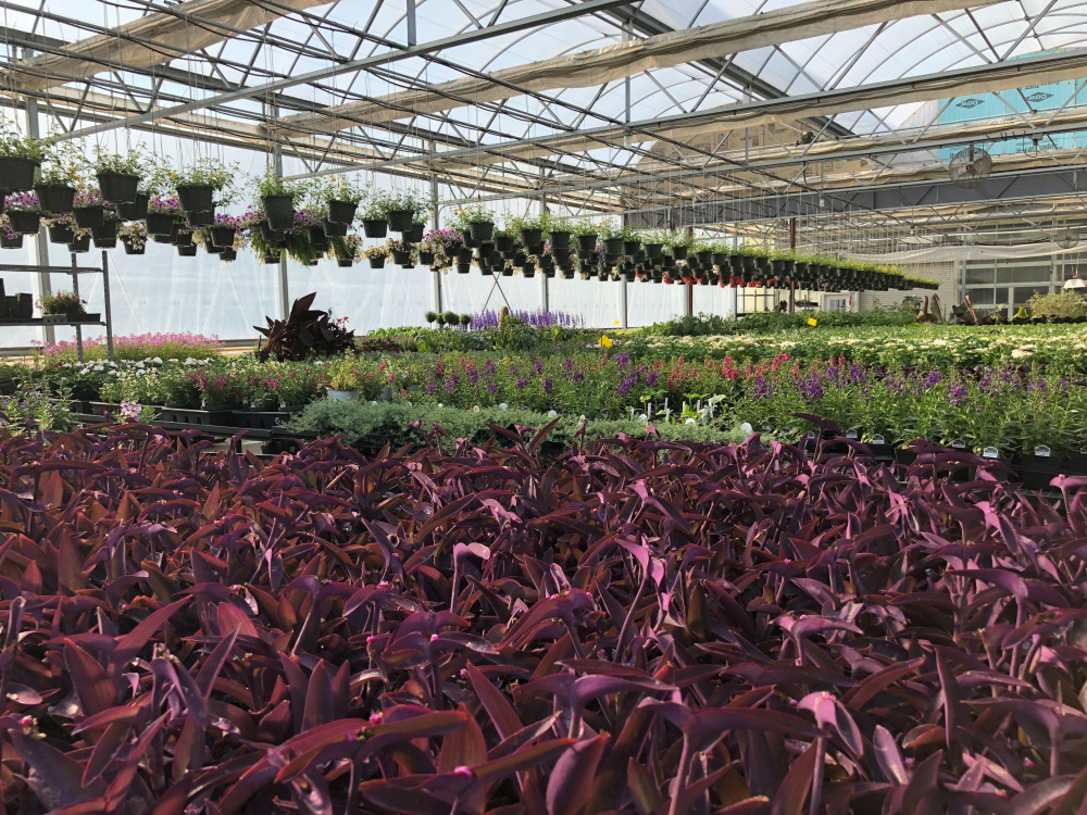 Inside McCullough's Landscape & Nursery Greenhouses