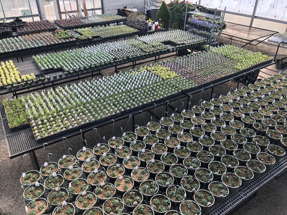 Inside McCullough's Landscape & Nursery Greenhouses