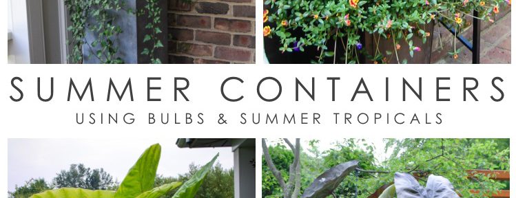 How to use Elephant Ears and Caladiums in containers for impactful summer containers. From from Thinking Outside the Boxwood